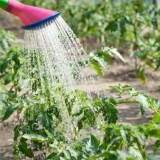 Kada zalijevati paradajz nakon sadnje